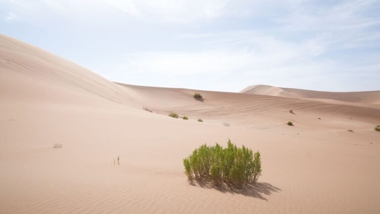 Desert Safari Abu Dhabi