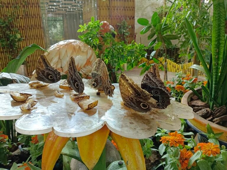 Dubai Butterfly Garden — photo 2