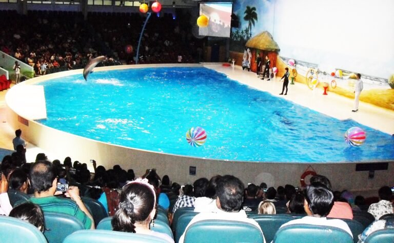 Dubai Dolphinarium: Dolphin & Seal Show