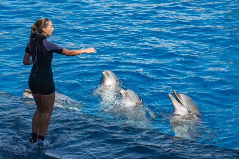 Dubai Dolphinarium: Dolphin & Seal Show — photo 2