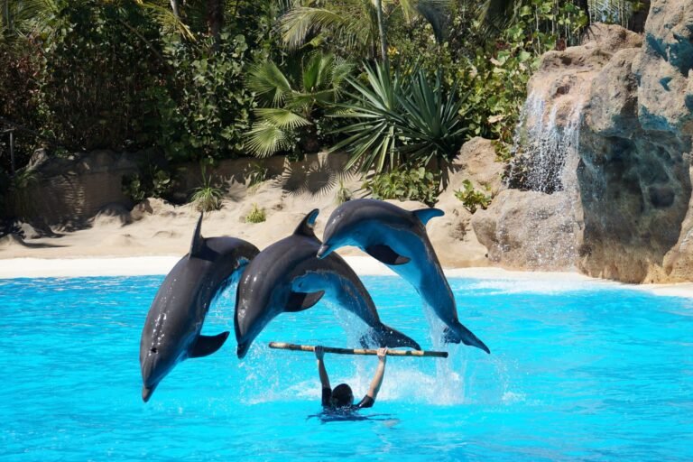 Dubai Dolphinarium: Dolphin & Seal Show