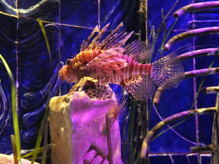 Lost World Aquarium at Aquaventure World — photo 2