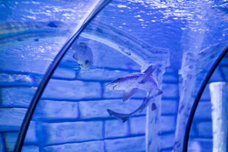 The National Aquarium Abu Dhabi — photo 2