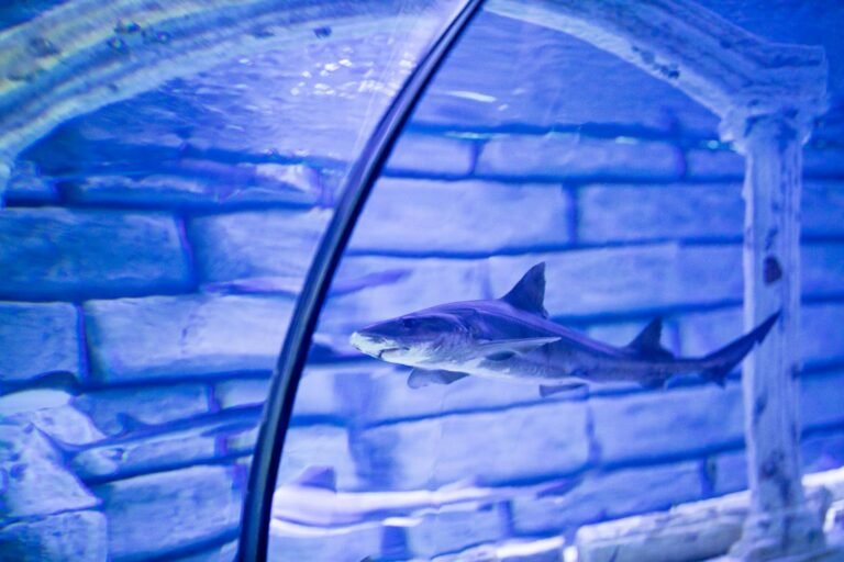 The National Aquarium Abu Dhabi