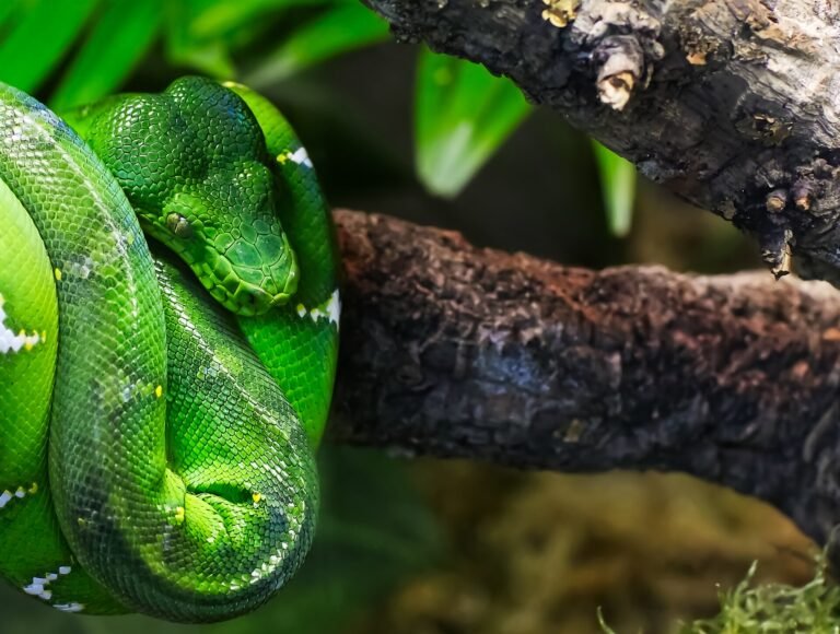 The Green Planet Dubai — photo 4