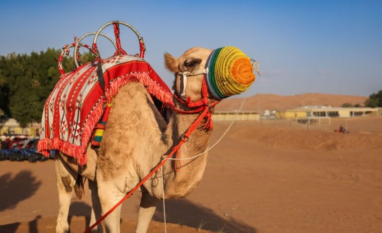 VIP Desert Safari — photo 4
